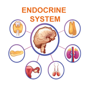 Endocrine radiology